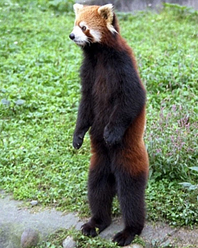red-panda-standing